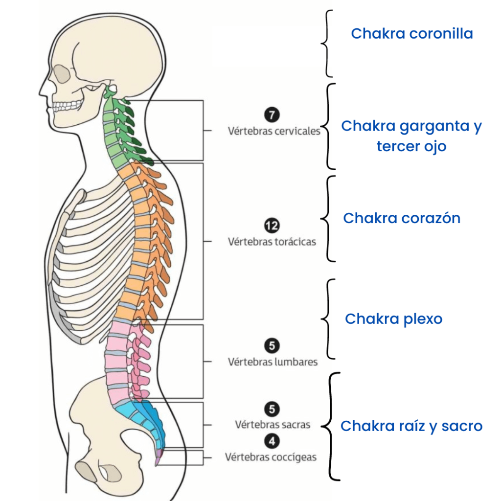 los chakras en la columna vertebral y sistema nervioso