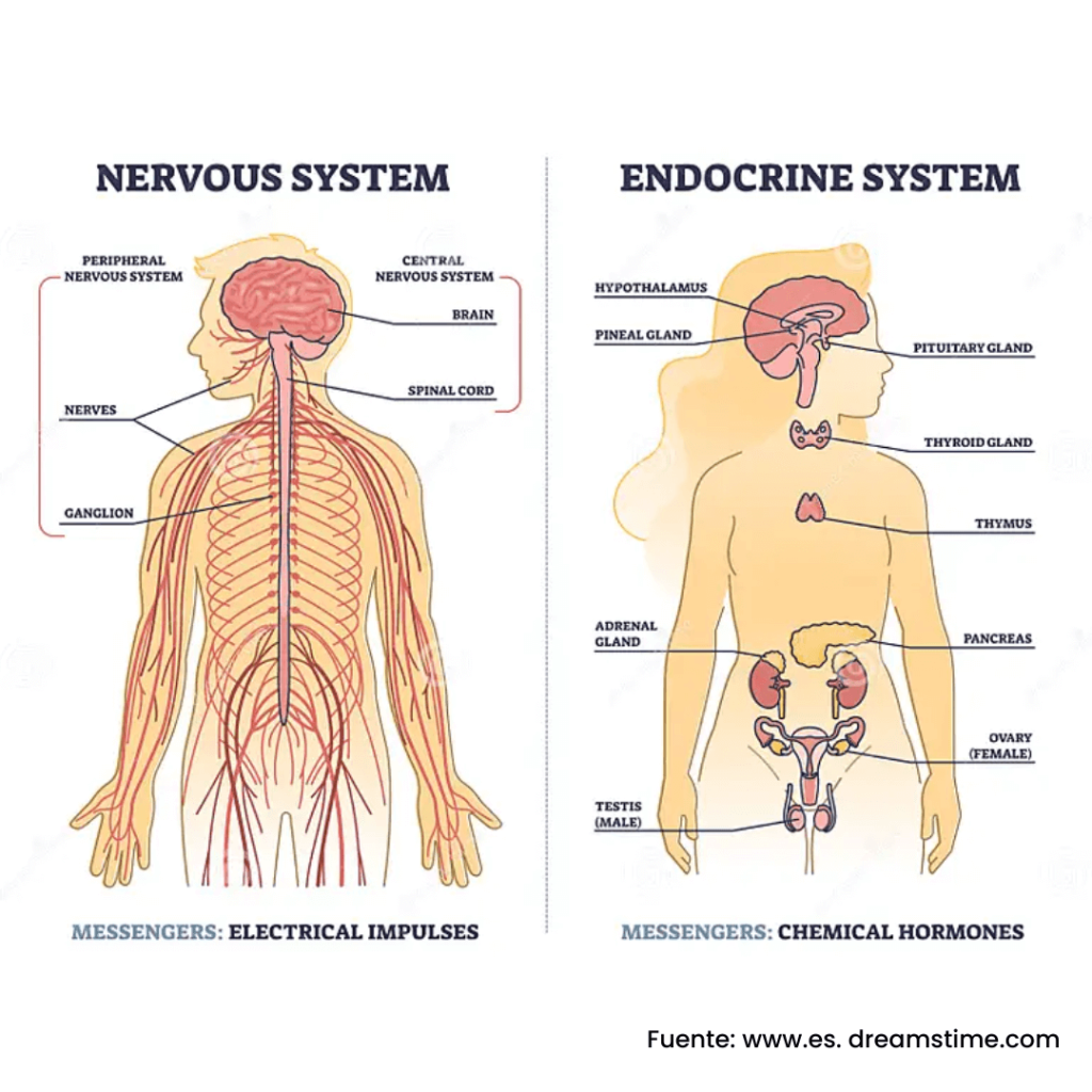 sistema nervioso y endocrino y su relacion con los chakras